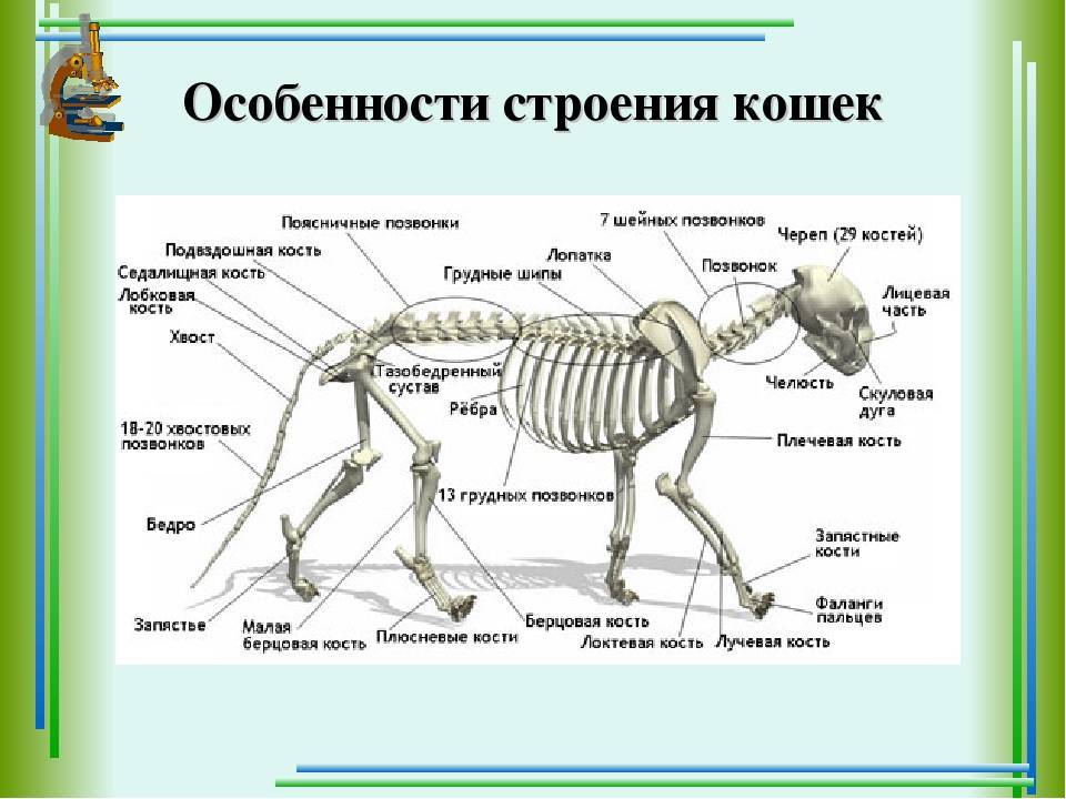 Анатомия и особенности строения скелета кошки, роль в работе органов - животный мир