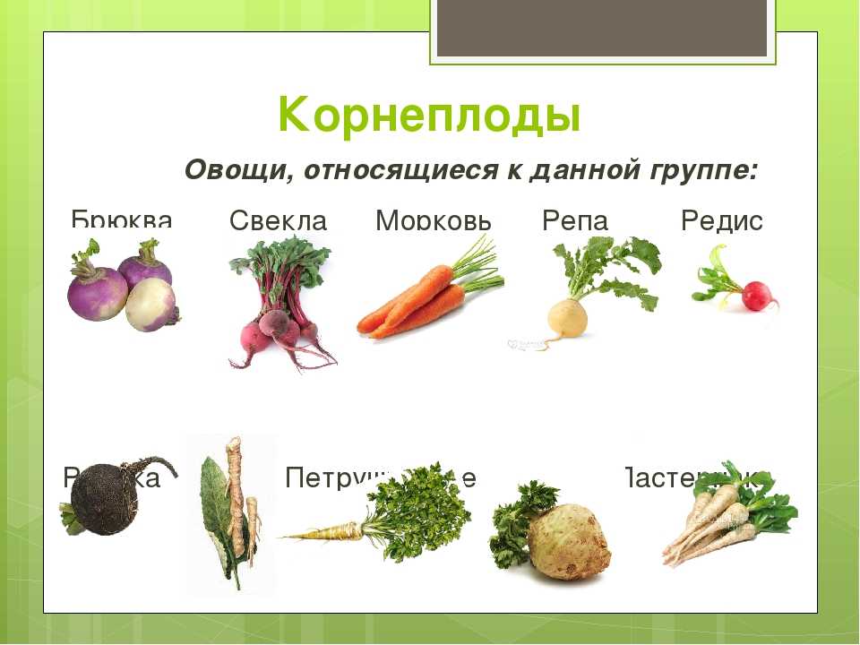 Гранат: можно ли давать морским свинкам