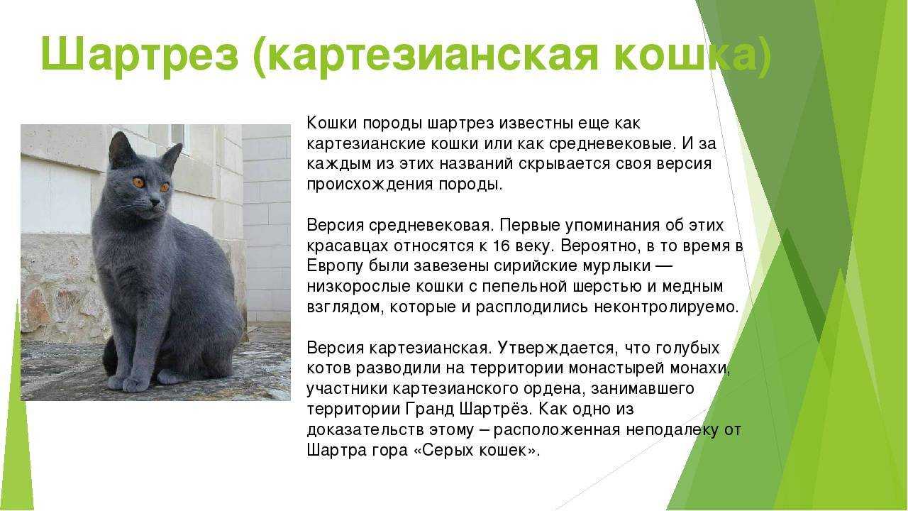 Картезианская кошка (картезианский кот, шартрез)