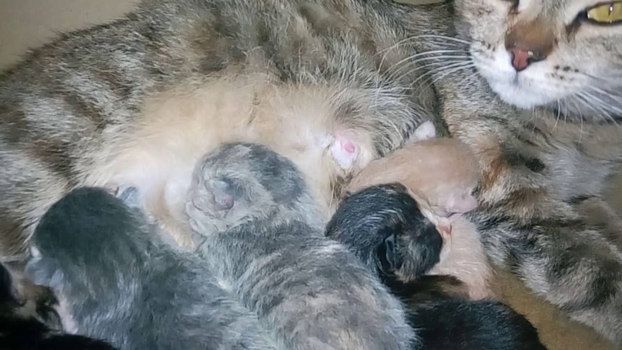 Сколько котят рожает кошка в первый раз — факторы многоплодности