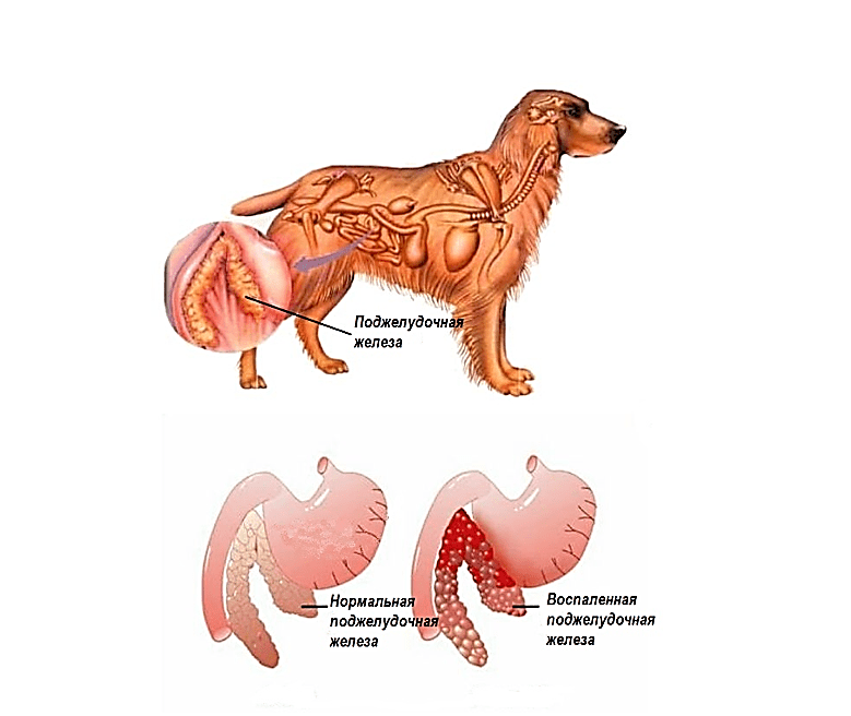 Болезни половой системы у собак (симптомы и лечение)