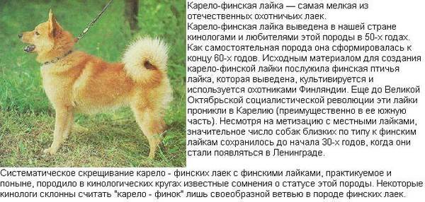 Лайки. пост обожания моей любимой породы собак | блогер honey-princess на сайте spletnik.ru 20 октября 2014