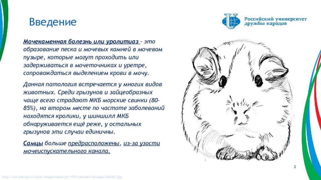 Болезни морских свинок — их симптомы и лечение