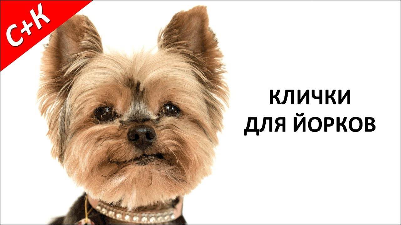 Клички для йорков мальчиков и девочек