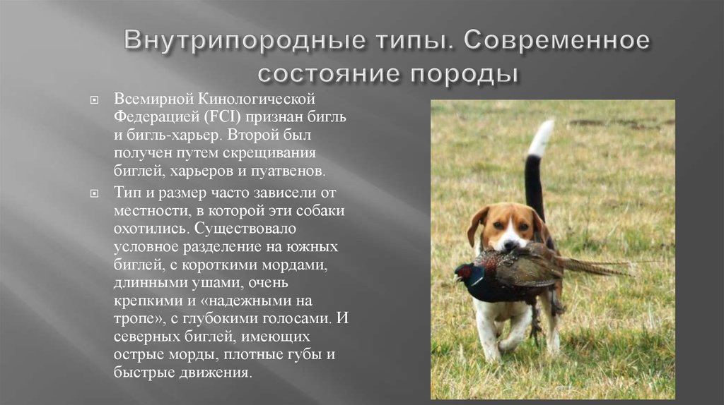 Бигль: стандарт породы, вес и рост в холке по месяцам с фото и видео