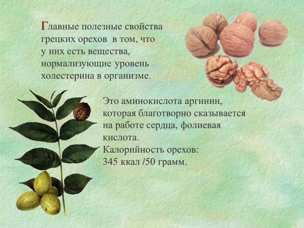 Как вырастить грецкий орех из орешка?. подготовка орехов. посев. пересадка саженцев в открытый грунт. фото — ботаничка