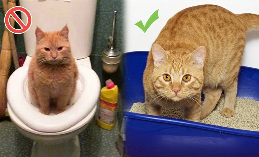 Как определить, есть ли запор у кота: 8 шагов