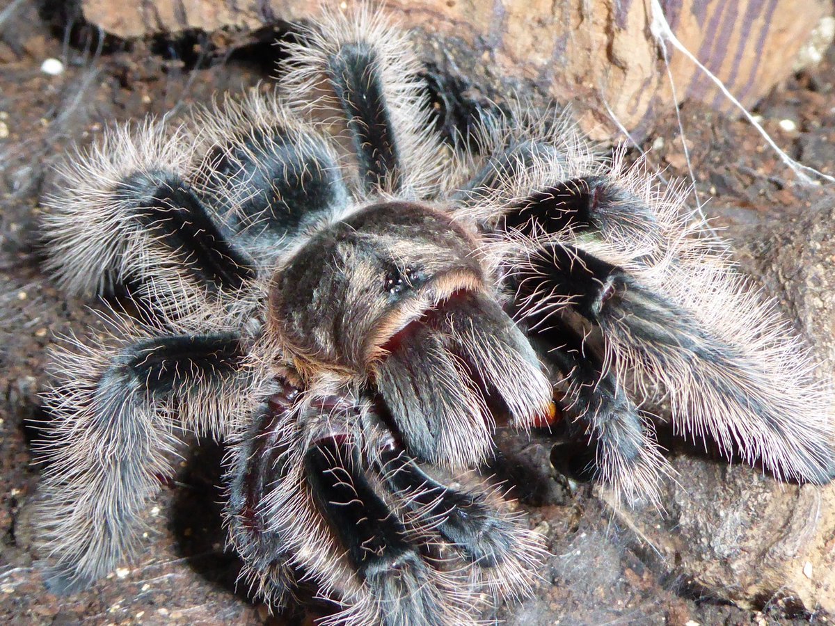Brachypelma vagans (мексиканский красноволосковый птицеед)