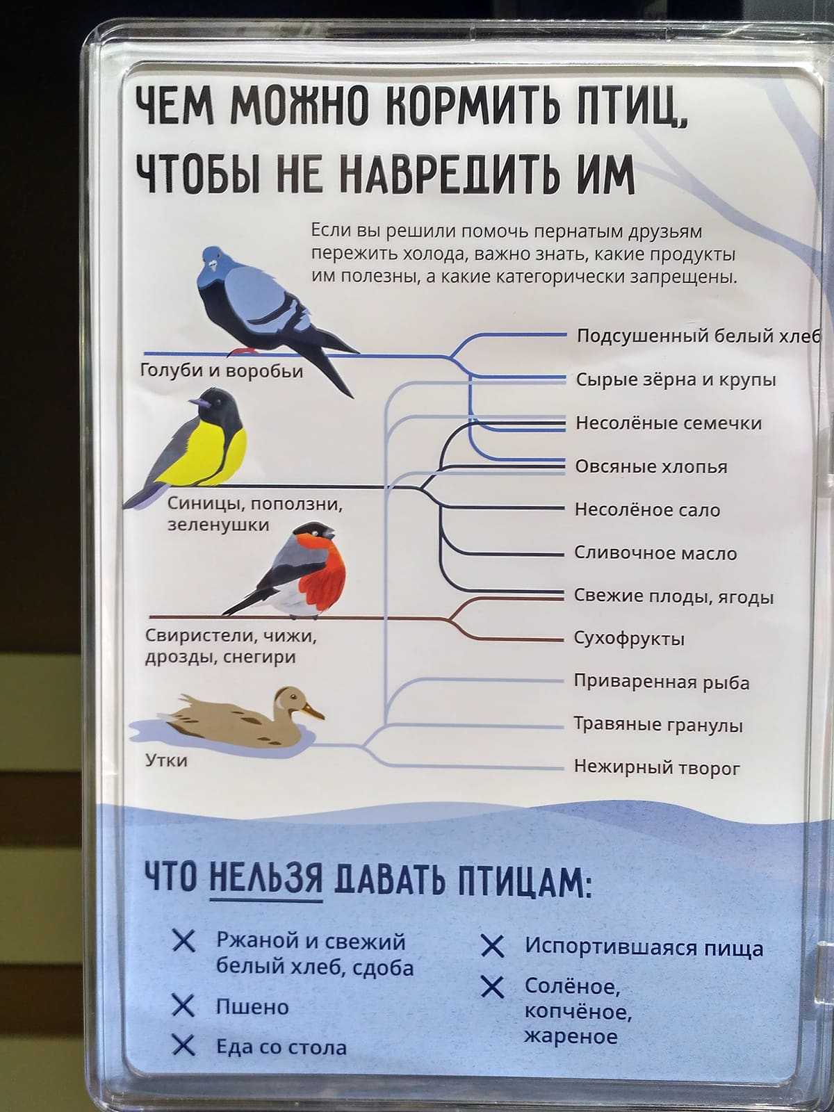 Домашняя сова