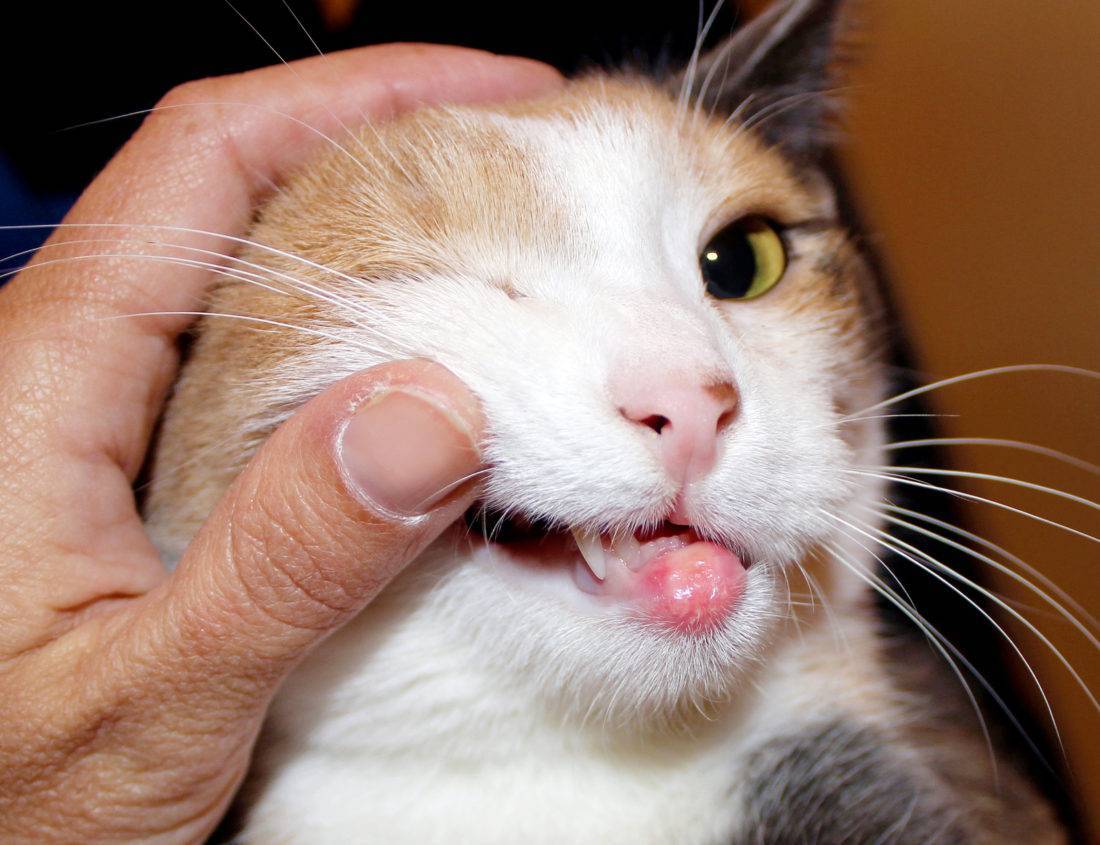 Эозинофильная гранулема у кошек: причины, симптомы, лечение, фото