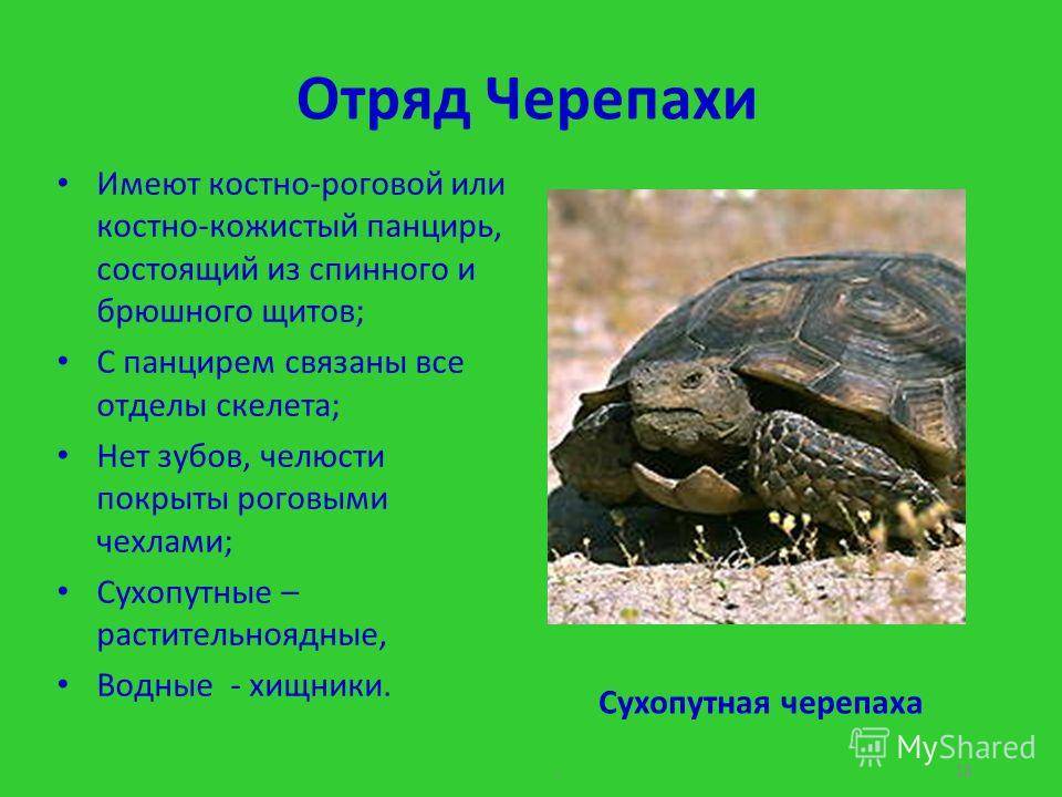 Черепахи