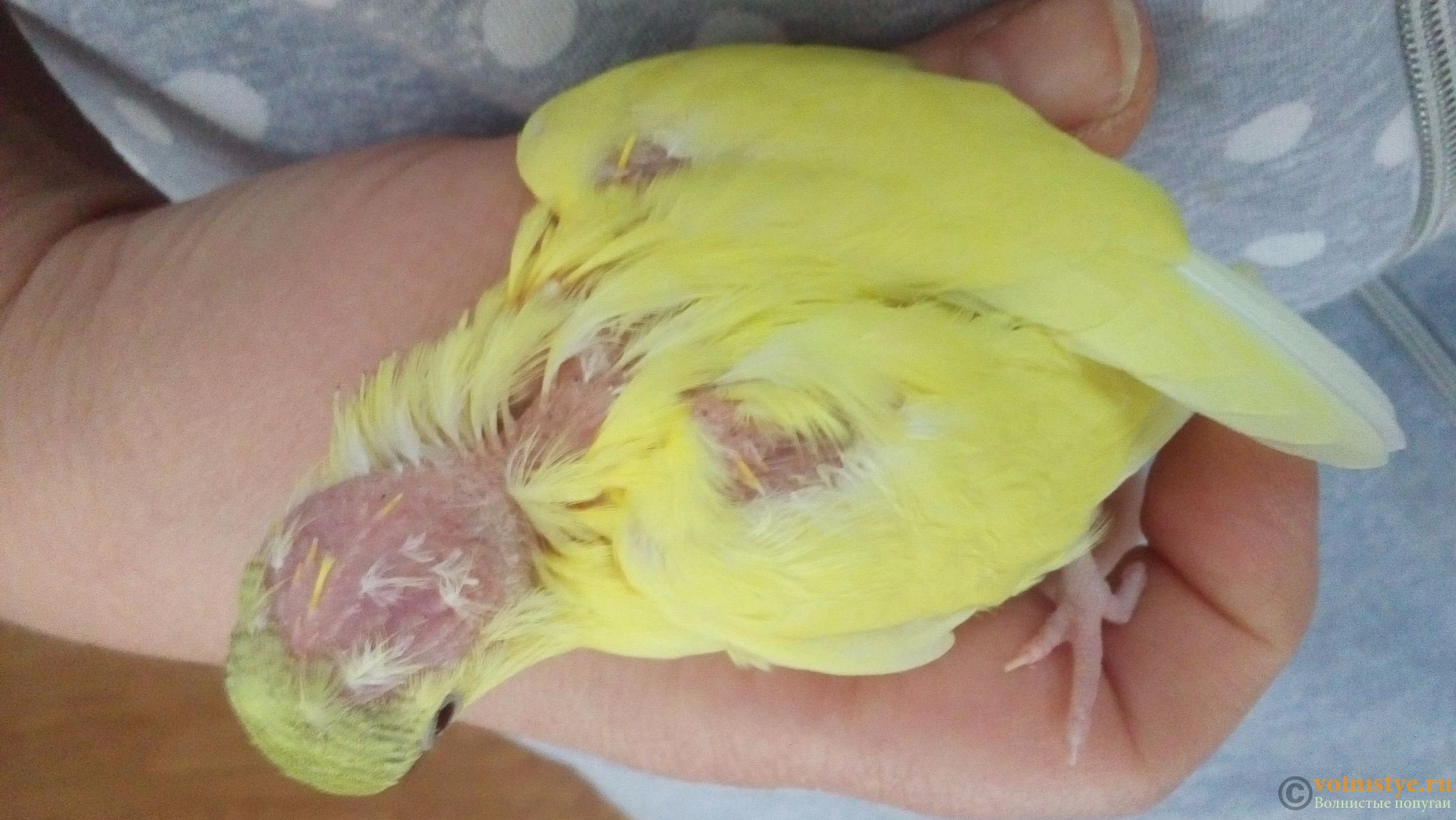 Как вылечить воспаление зоба у волнистых попугаев