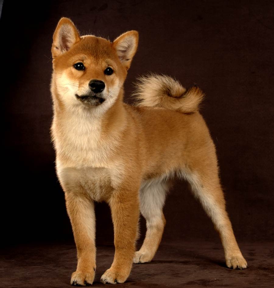 Собачка похожая на лисичку что за порода