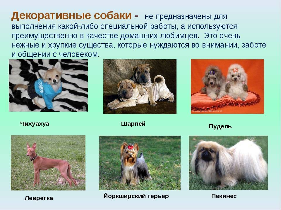 Породы декоративные собаки фото и названия