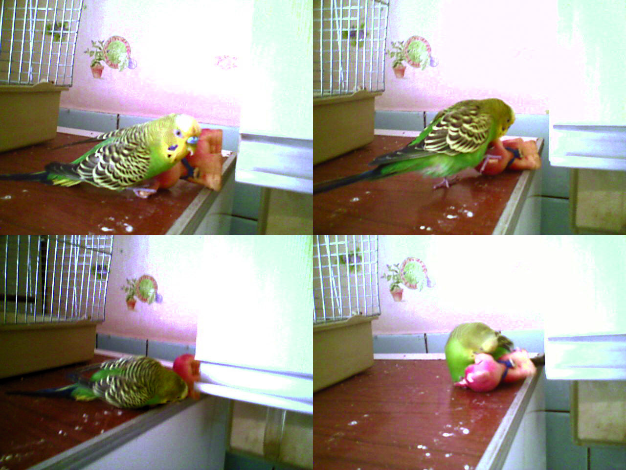 Как правильно играть с волнистым попугаем