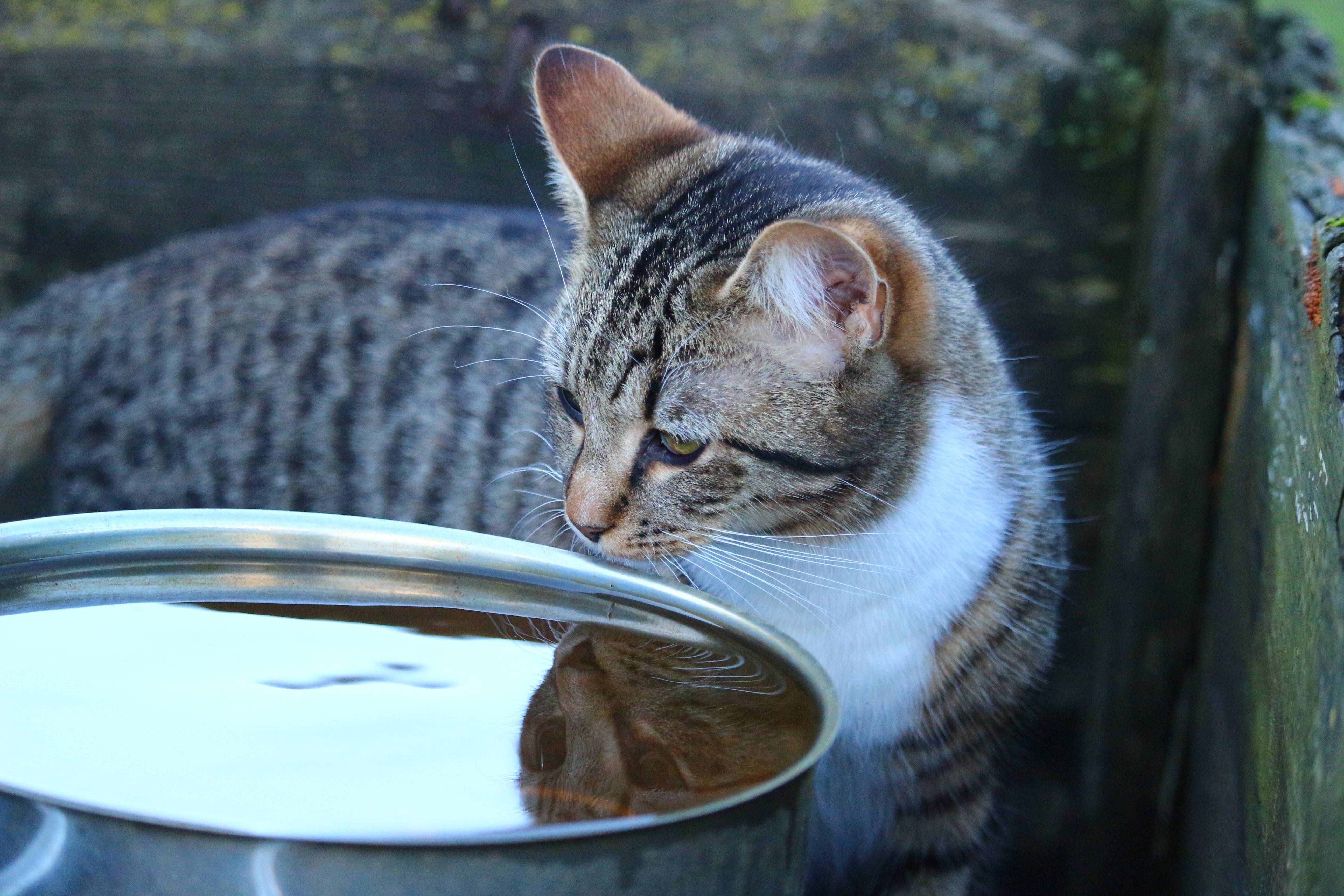 Кошка не пьет воду: факторы, которые влияют на количество потребляемой жидкости | звери дома