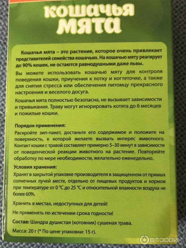 Кошачья мята: фото, для чего нужна и как действует, реакция кошек