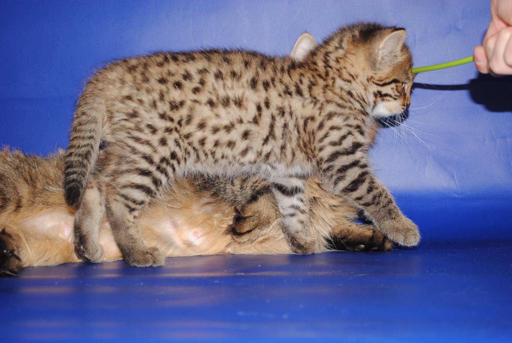 Дальневосточный лесной (амурский) кот: 40 фото, описание, окрас, среда обитания