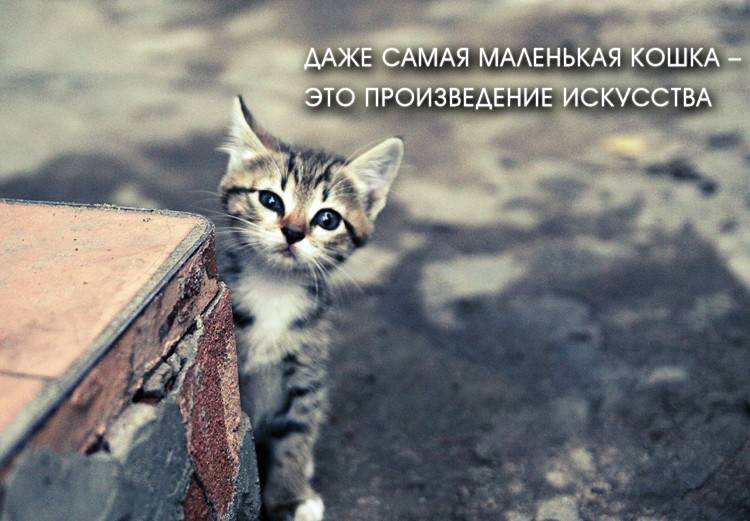 Афоризмы, цитаты, статусы и высказывания про кошек