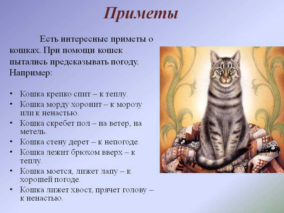 Беда или счастье: что означает примета, когда чужая кошка пришла в дом — суеверия