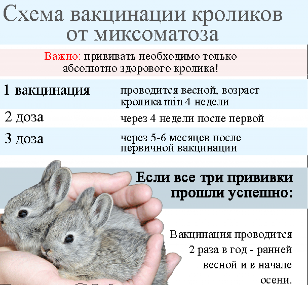 Чем можно кормить маленьких кроликов