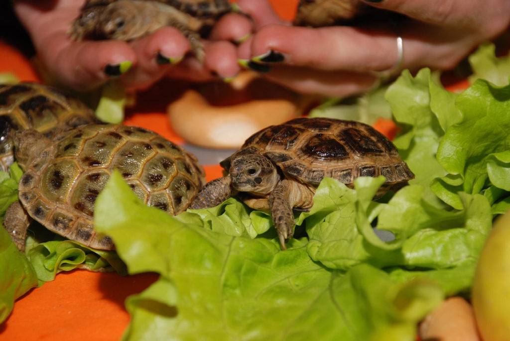 Что едят черепахи в домашних условиях: рекомендации и советы