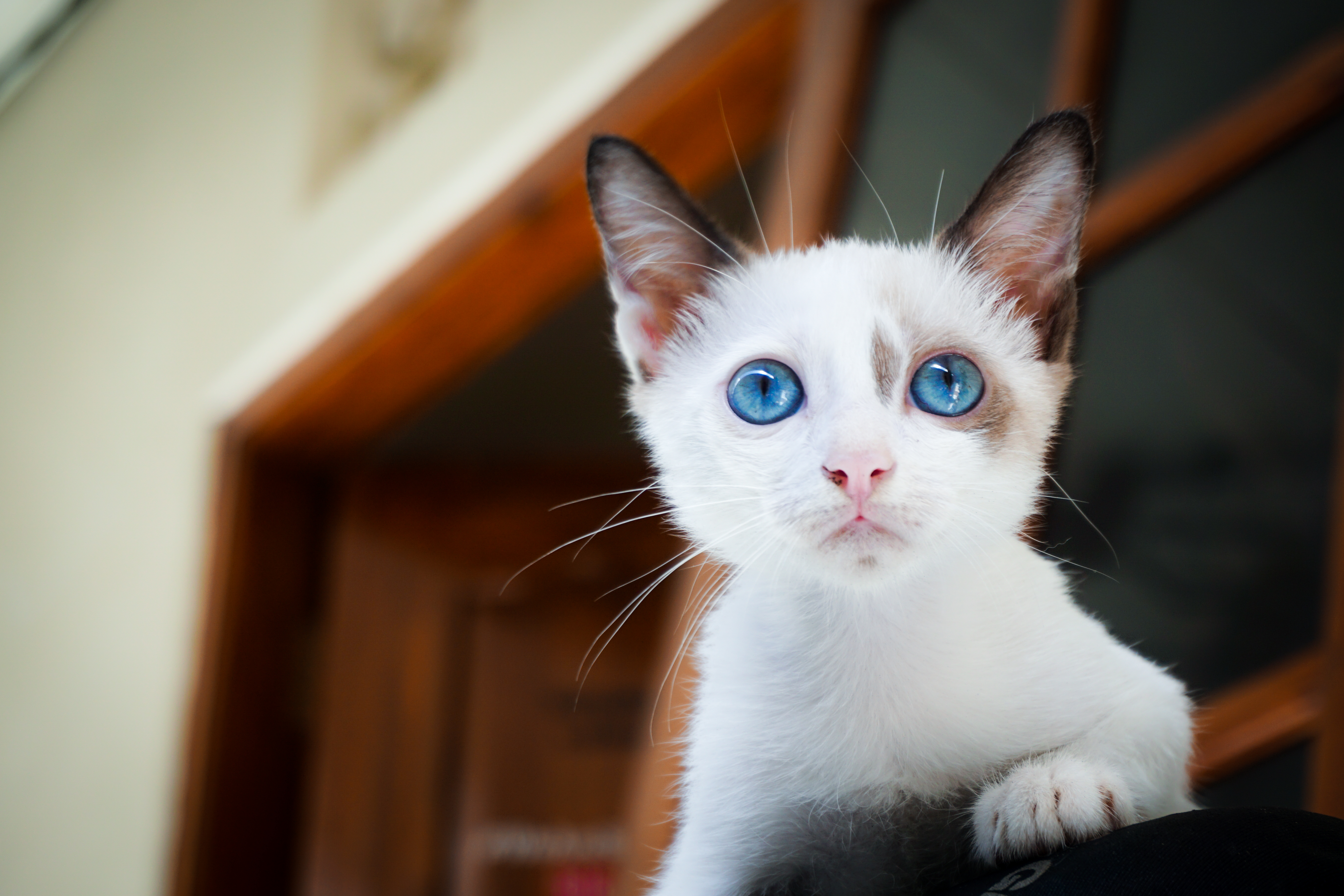 Белая кошка с голубыми глазами – что это за порода, бывают ли голубоглазыми черные или рыжие коты?