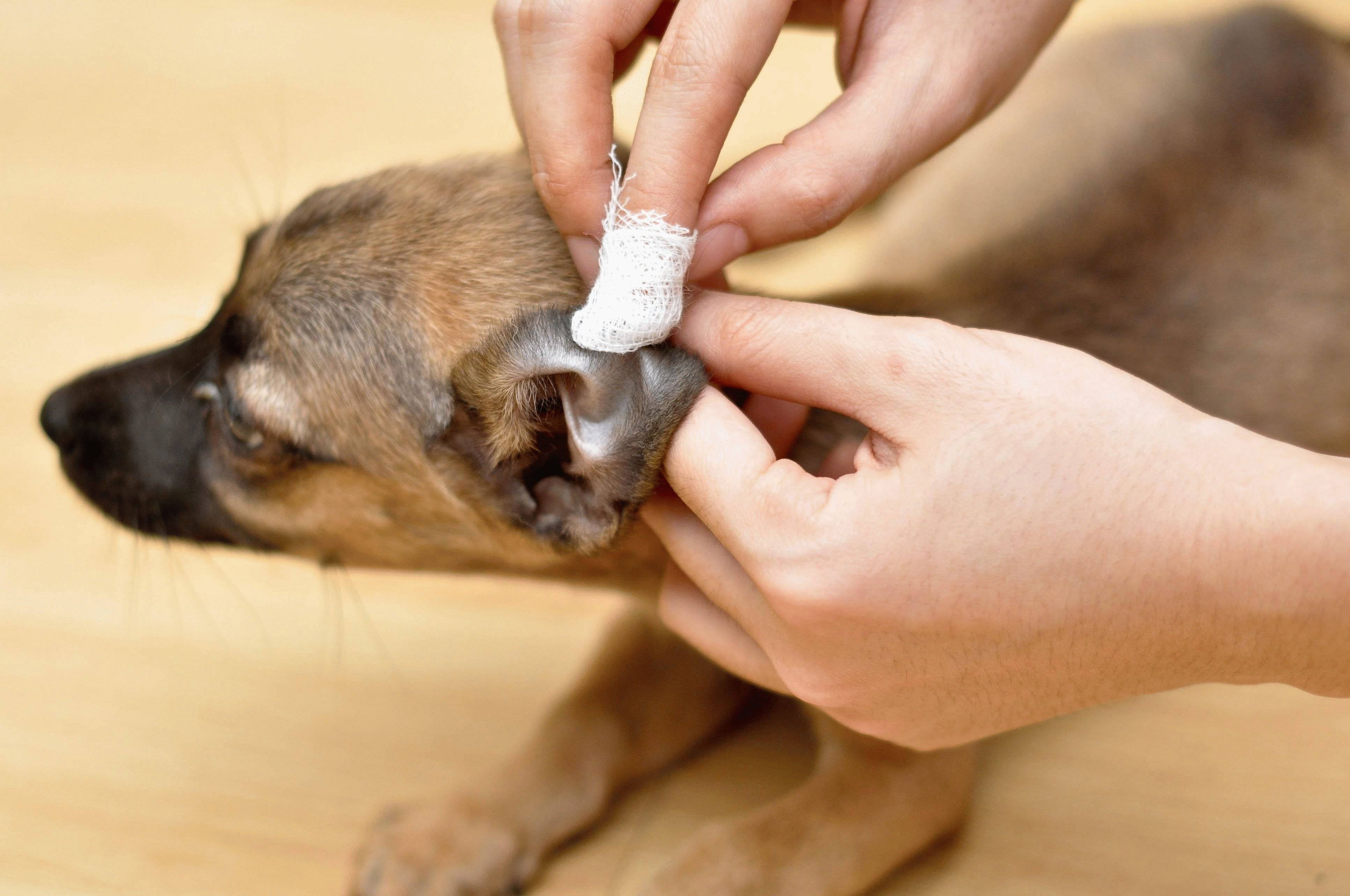 Отит у собак: причины, симптомы, лечение и профилактика