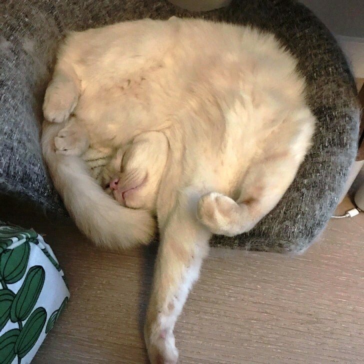 Нелепые позы, в которых спят кошки - так могут только они