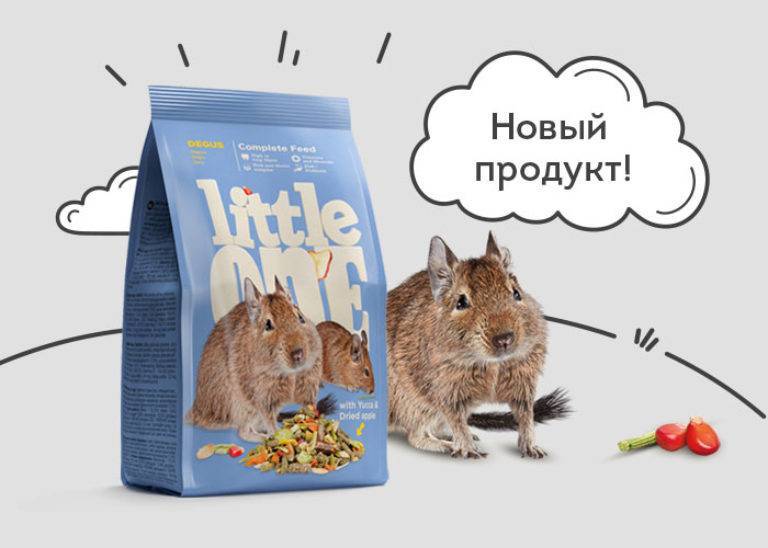 Лакомства для дегу: какие фрукты можно давать белке и чем кормить