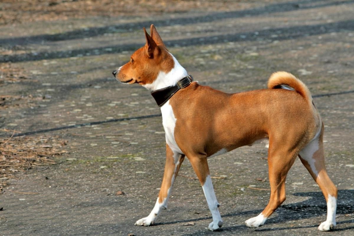 Порода басенджи: собака, которая не лает