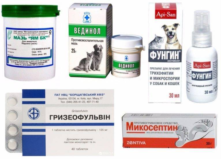 Стригущий лишай кошки: симптомы, последствия, лечение