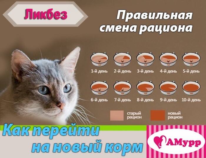 Как перевести кота с сухого корма на натуральную пищу и домашнюю еду