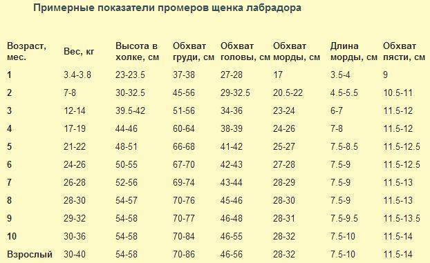 Вес щенка лабрадора по месяцам таблица