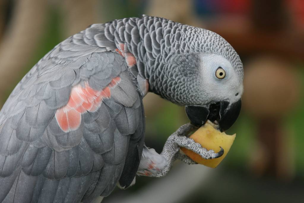 6. условия содержания жако / серый попугай жако