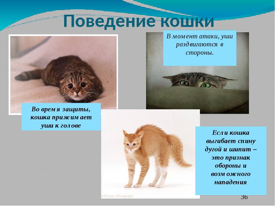 Кот стал агрессивным нападает на хозяйку. что делать?