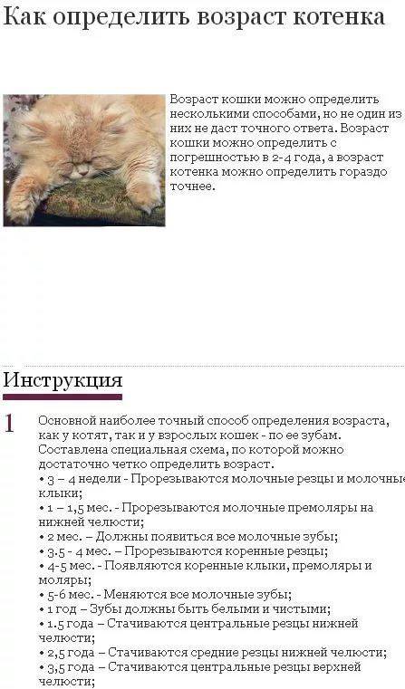 Кошачья старость – признаки старения, болезни, сравнение с человеком