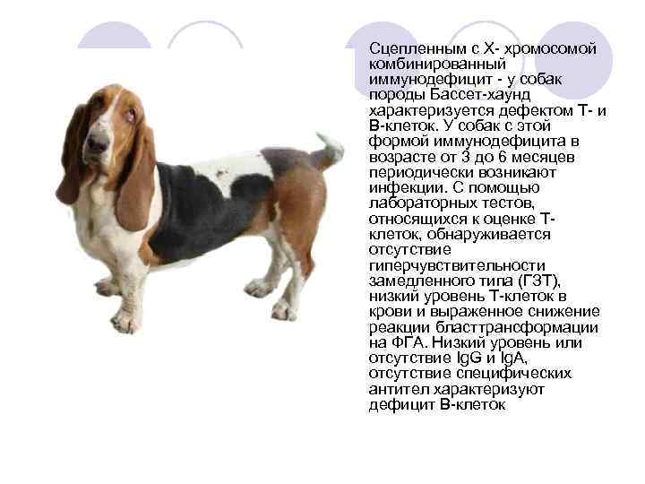 Бассет хаунд: особенности породы, характера, поведения, ухода