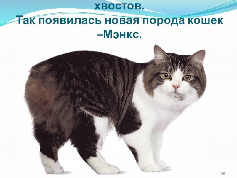 Мэнкс: описание породы, фото кошки, стандарты, характер и поведение