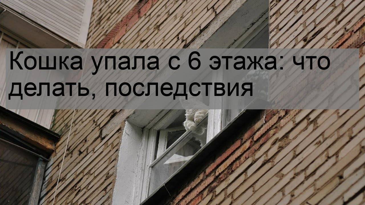 Чем помочь кошке, если она упала с высоты 3, 6, 7 или 9 этажа: последствия