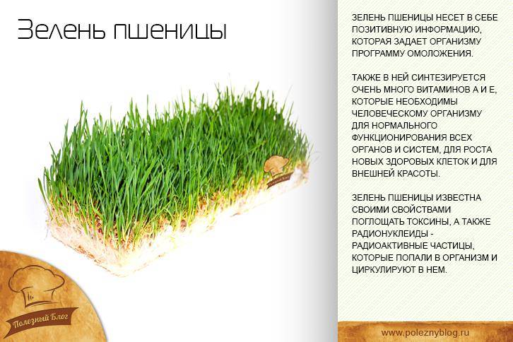 Веганство и вегетарианство: польза и вред по мнению гастроэнтерола