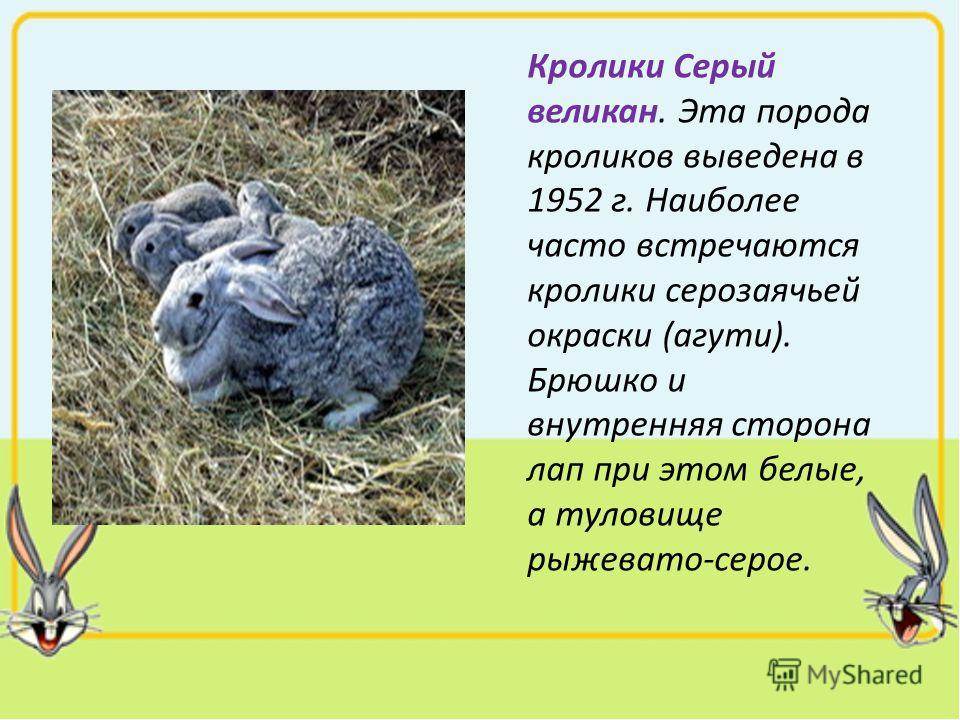 Описание породы кроликов серый великан: правила содержания и разведения