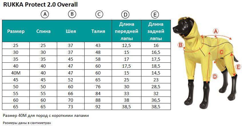 Гардероб для маленьких собак | блог ветклиники "беланта"