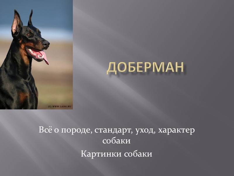 Доберман: история, характер, стандарт и особенности содержания (+ фото и видео) | ваши питомцы