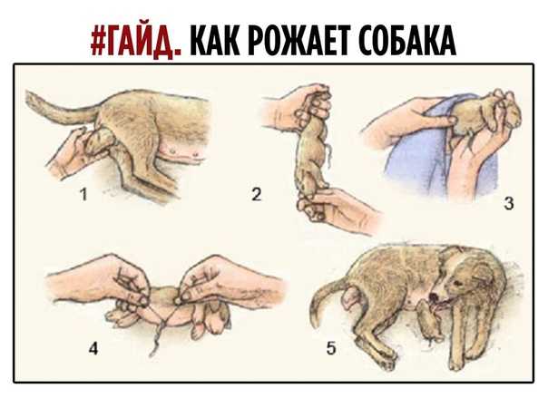 Вязка шпицев