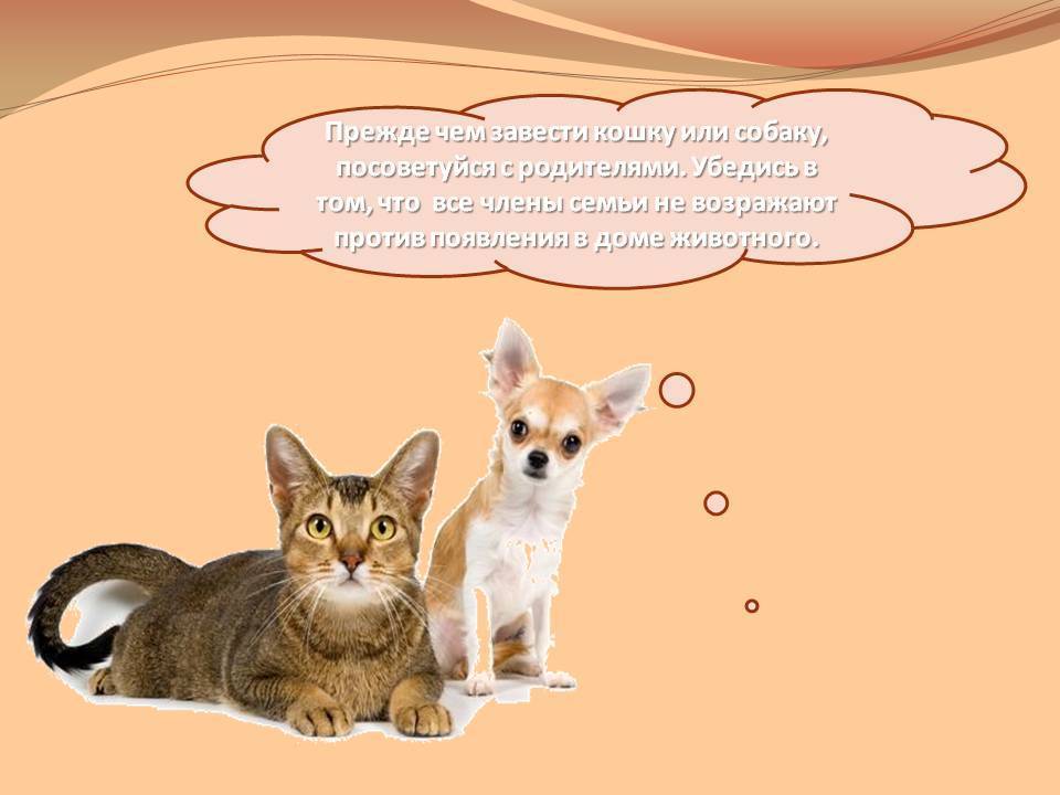 Что лучше кот или кошка в квартире?