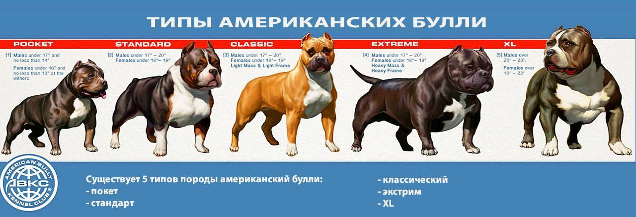 Американский булли — описание породы: характер, внешность, плюсы и минусы