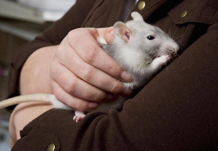 Что нужно знать, если вы решили завести крысу? брестчанка елена уже 7 лет держит дома декоративных крыс