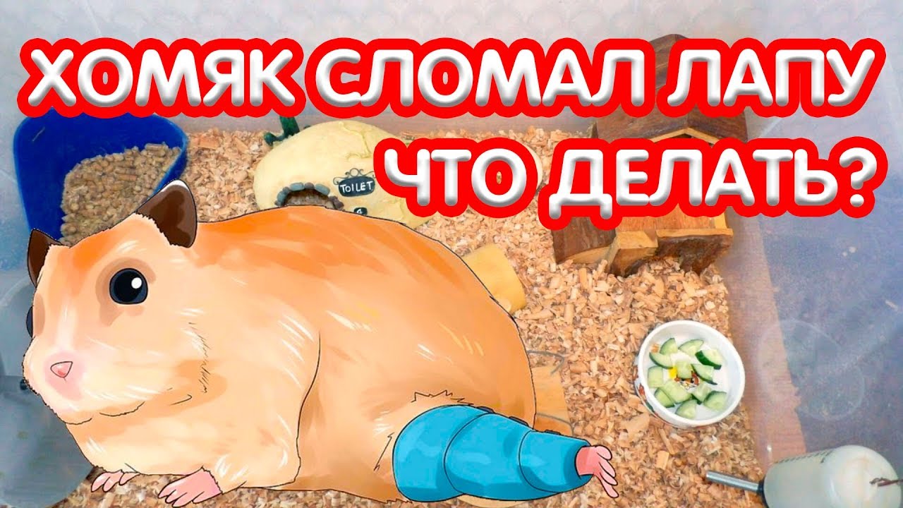 Переломы костей переднего отдела стопы - симптомы болезни, профилактика и лечение перелома костей переднего отдела стопы, причины заболевания и его диагностика на eurolab