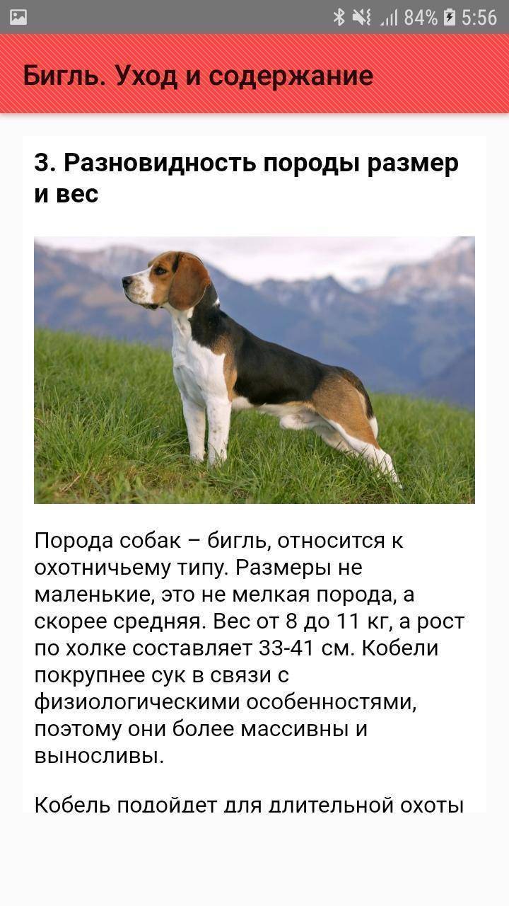 Порода собак бигль: фото, описание породы, характера, ухода